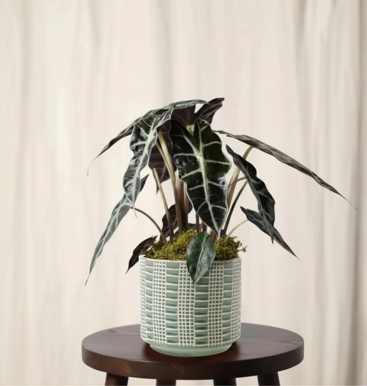 Alocasia - Image 3