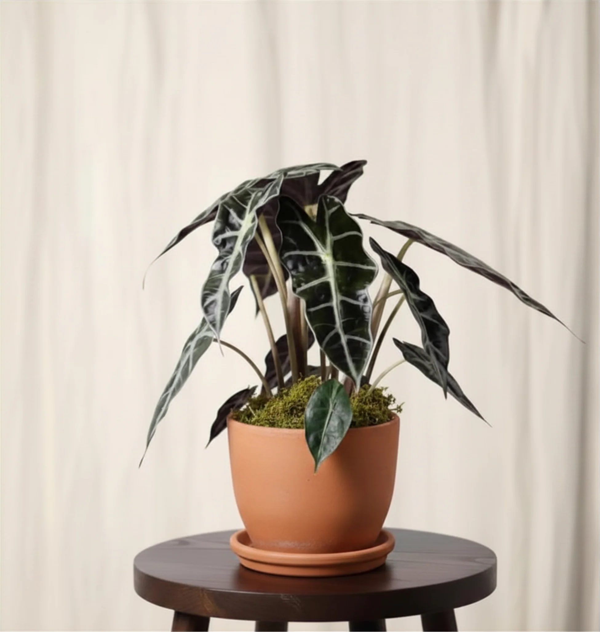 Alocasia - Image 4