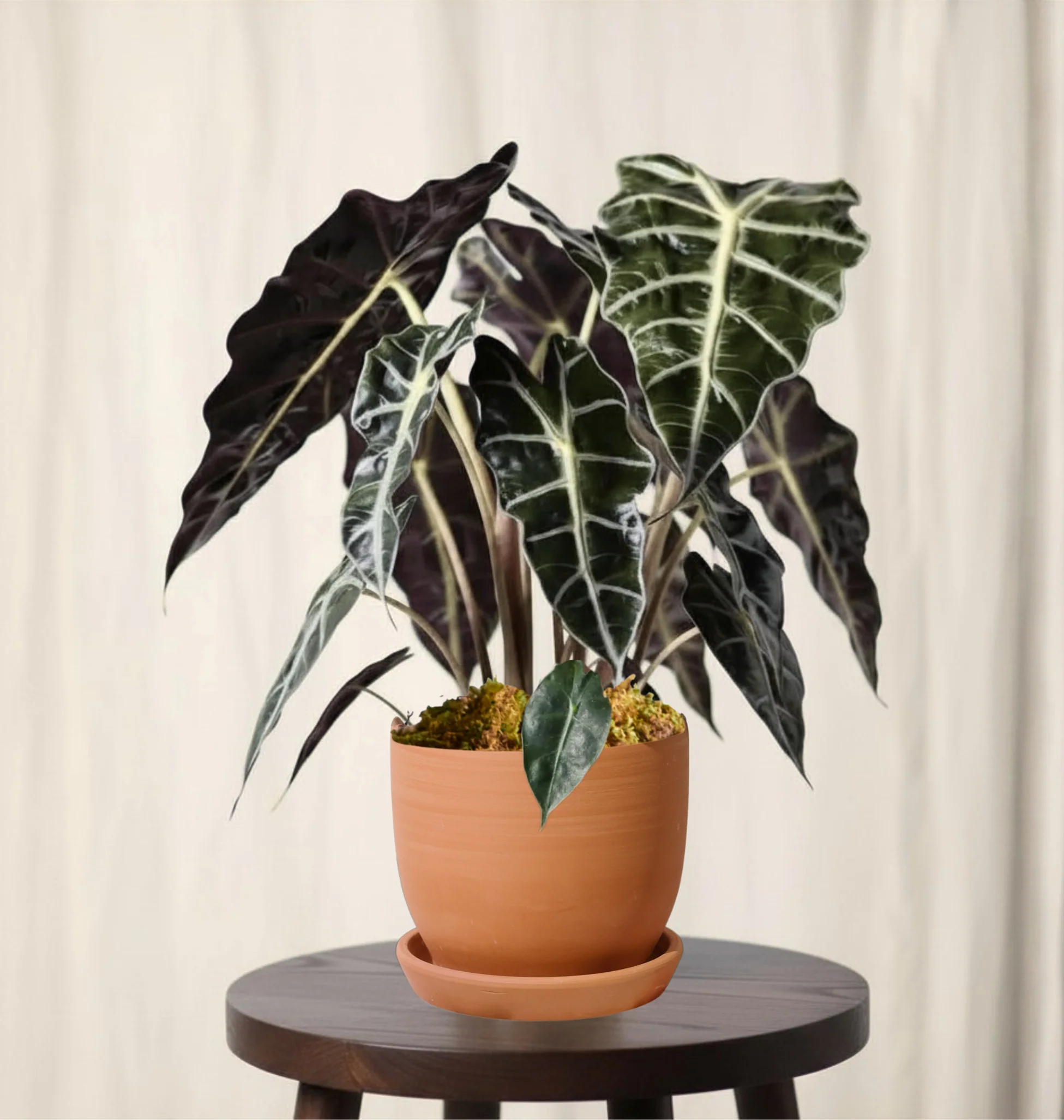 Alocasia - Image 5