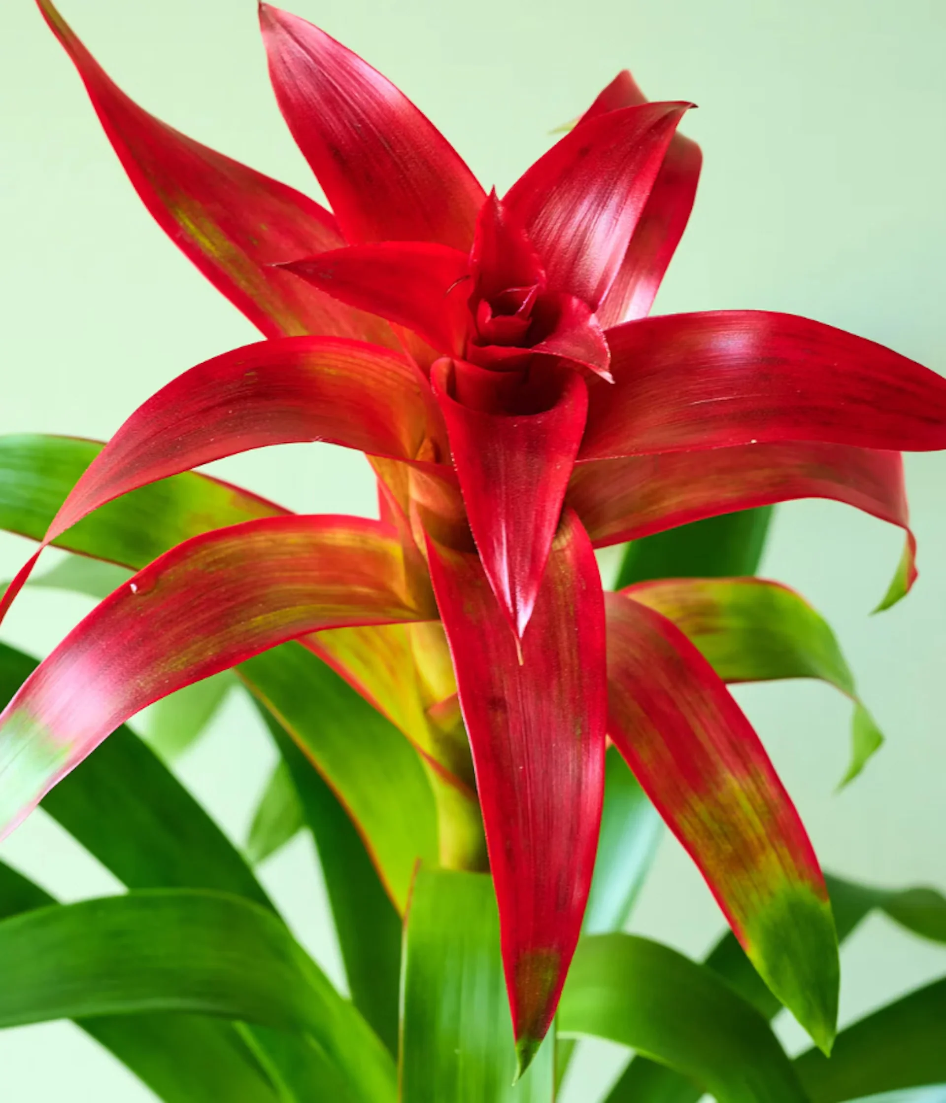 Bromeliad - Image 3