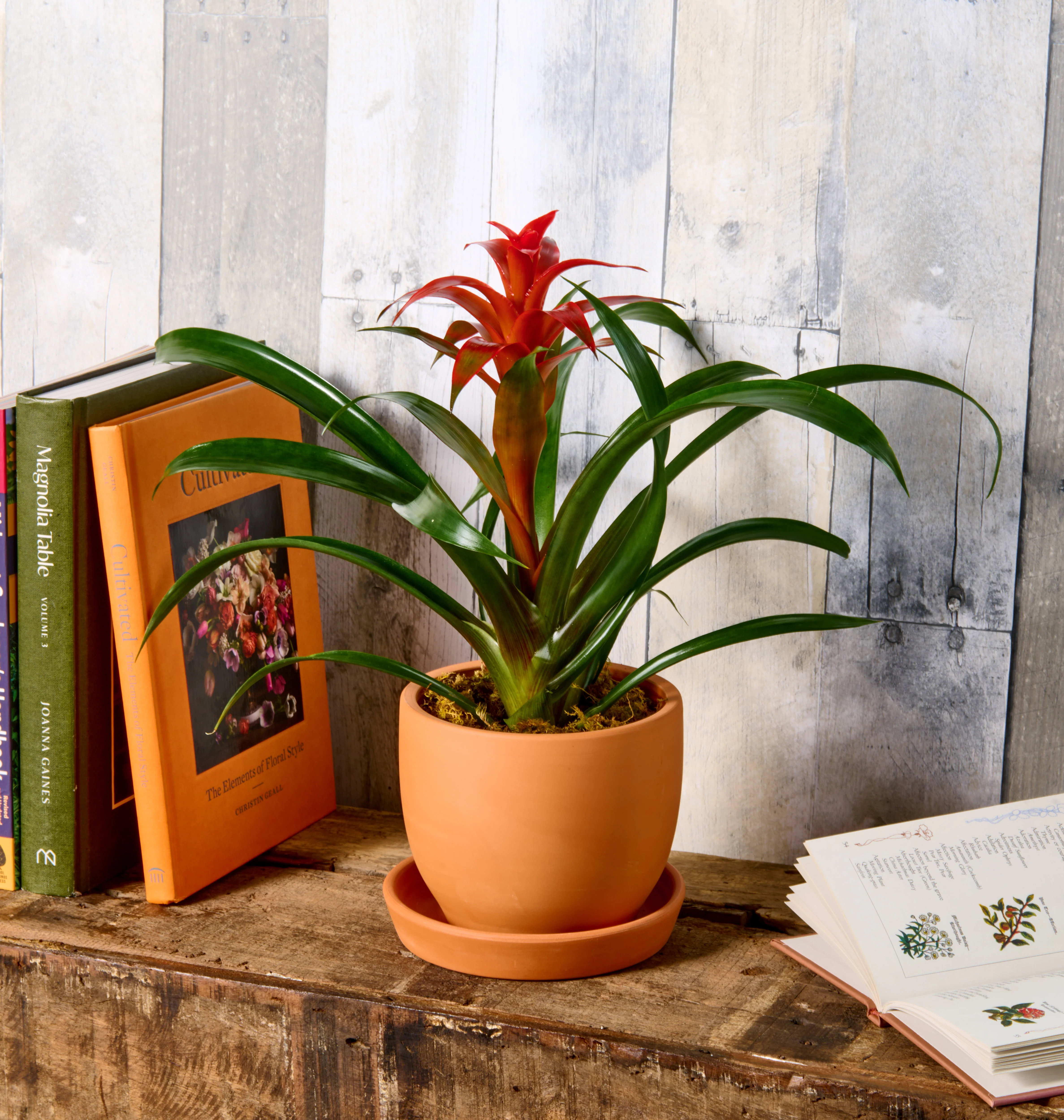 Bromeliad - Image 4