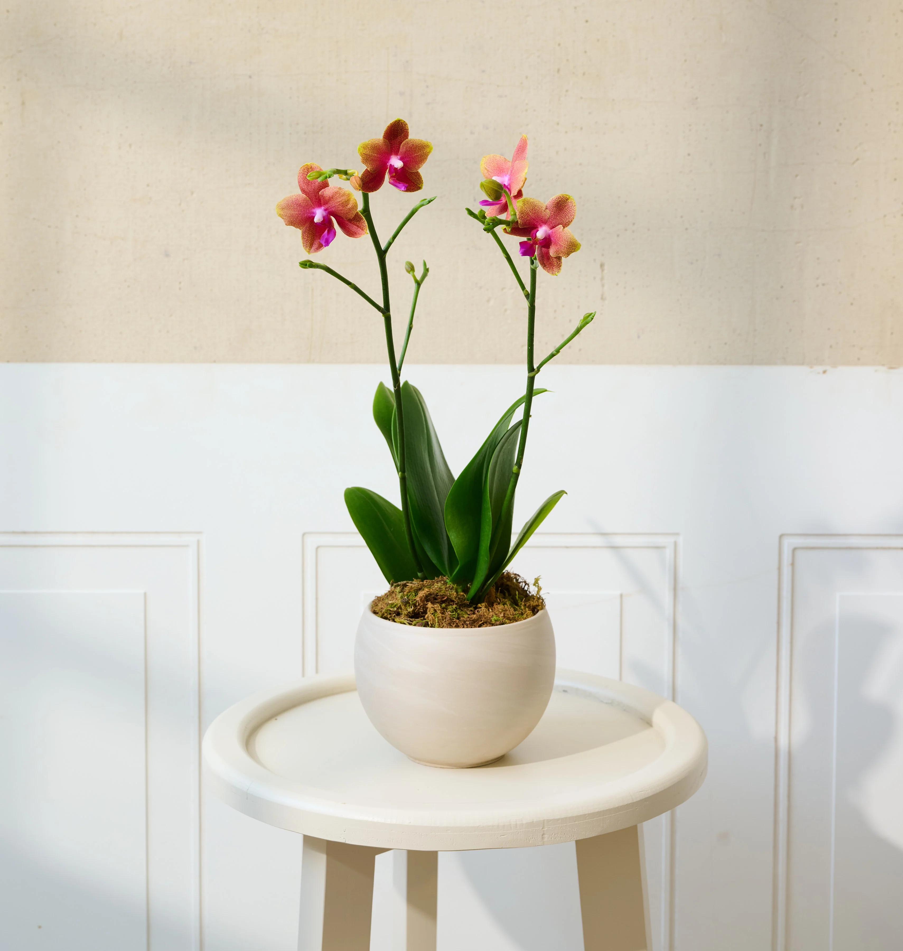 Mini Orchid - Image 13