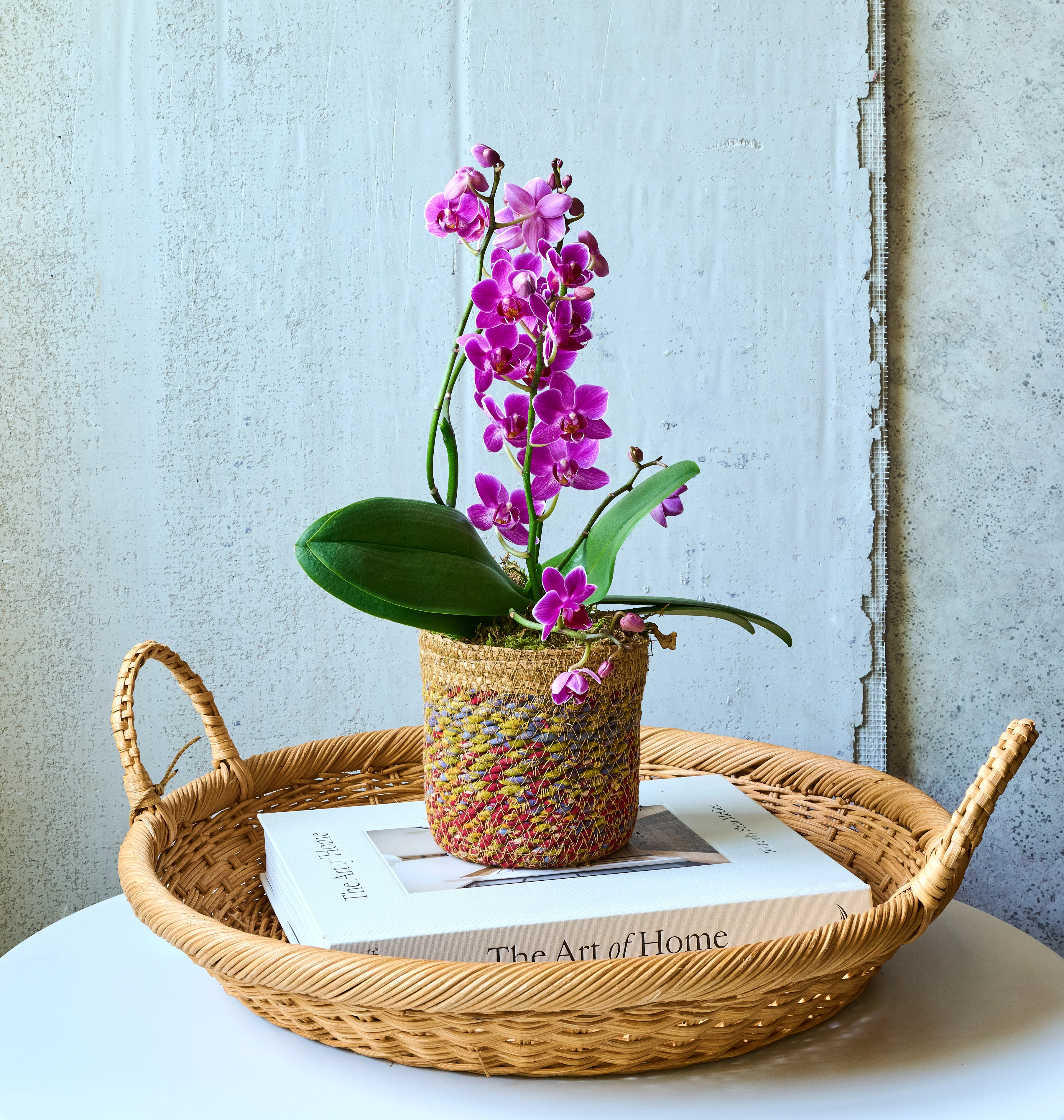 Mini Orchid - Image 15