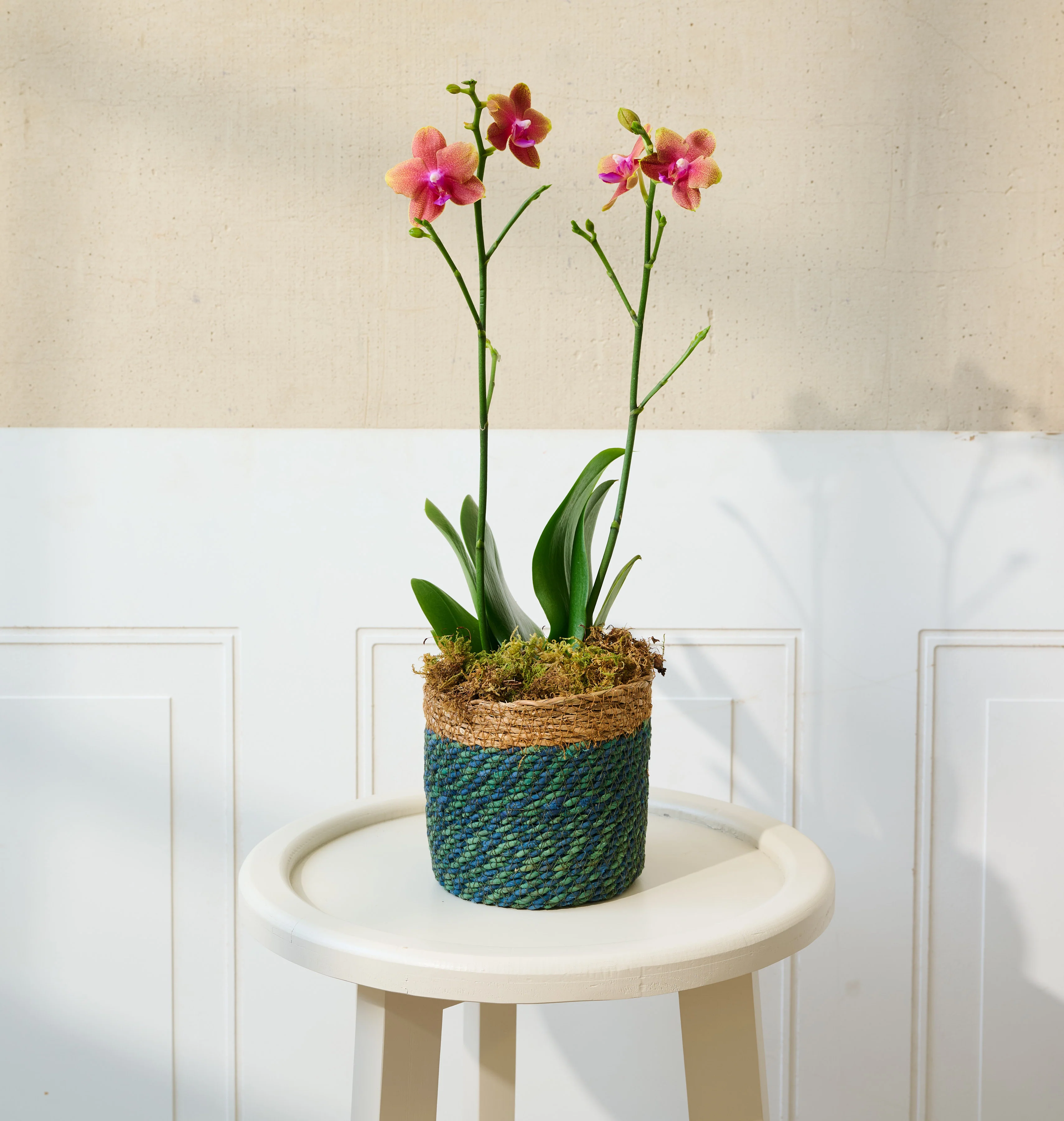 Mini Orchid - Image 16