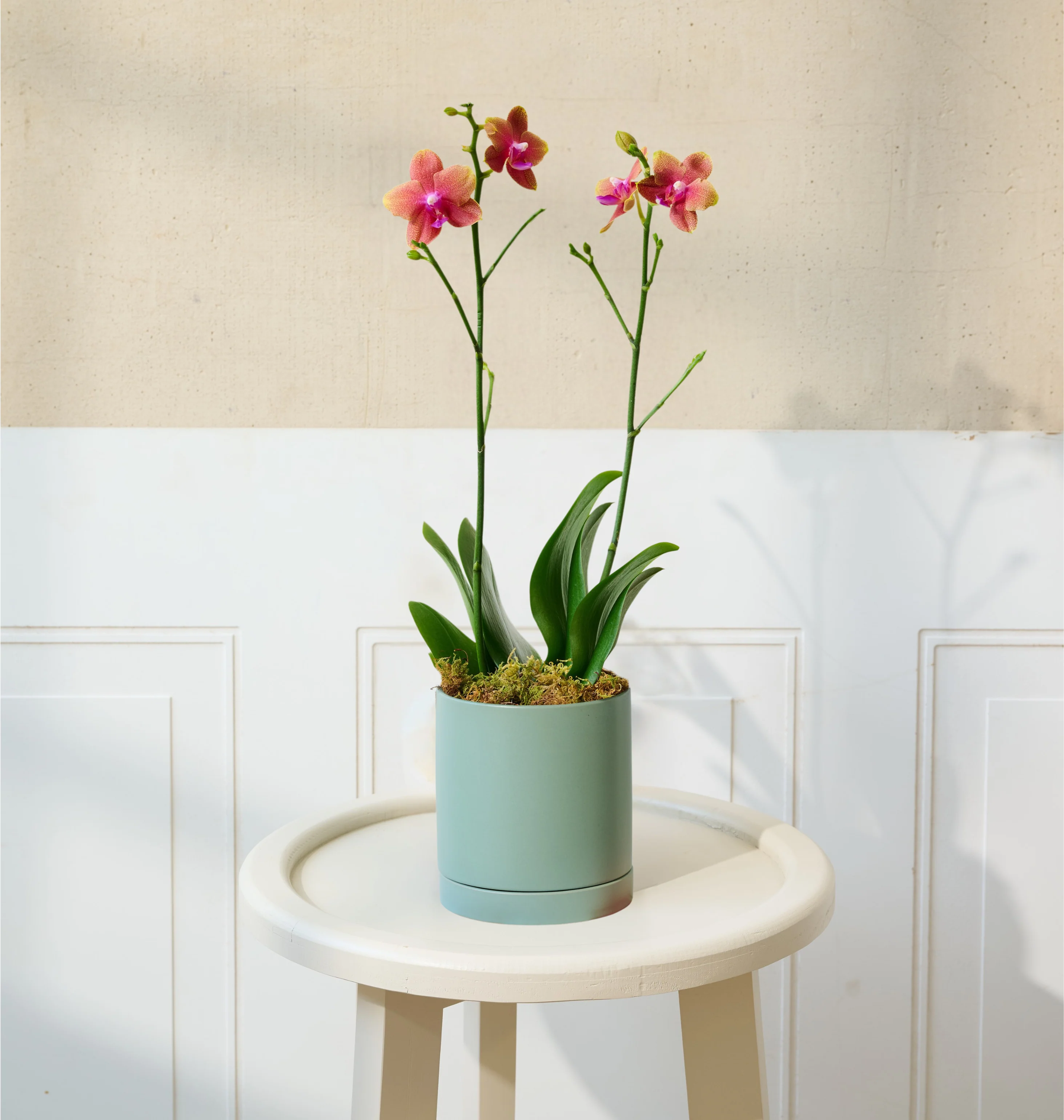 Mini Orchid - Image 17