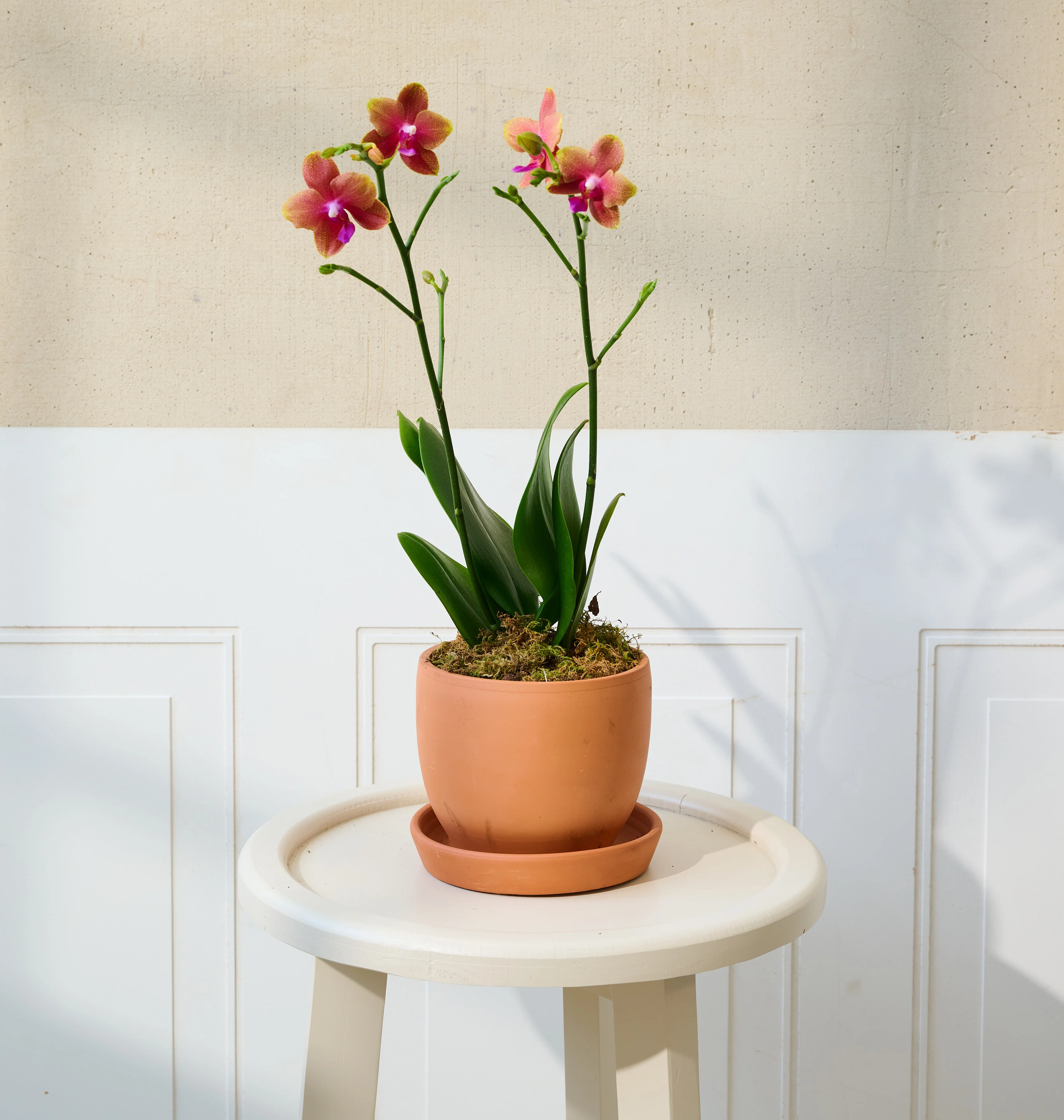 Mini Orchid - Image 18