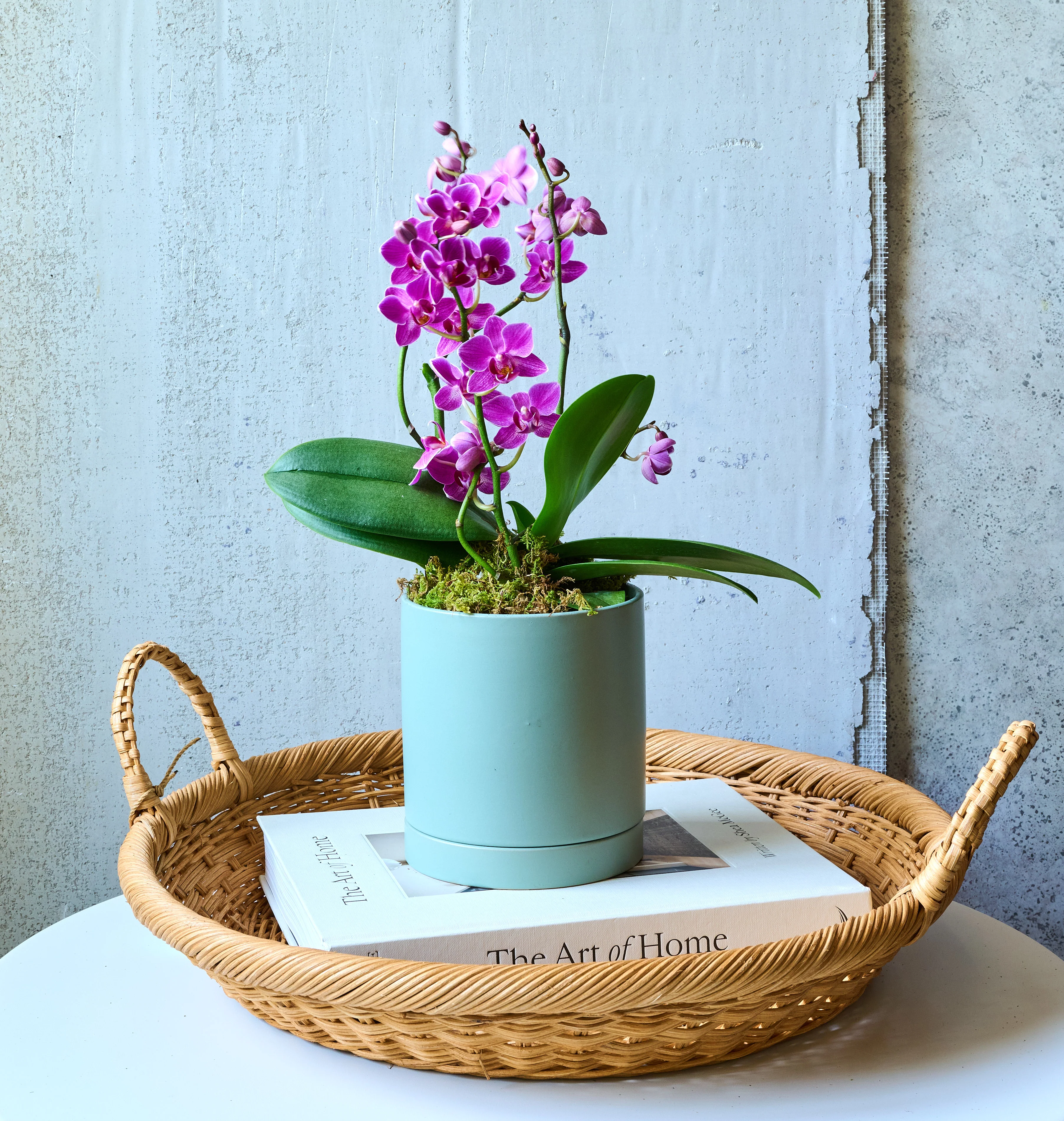 Mini Orchid - Image 19