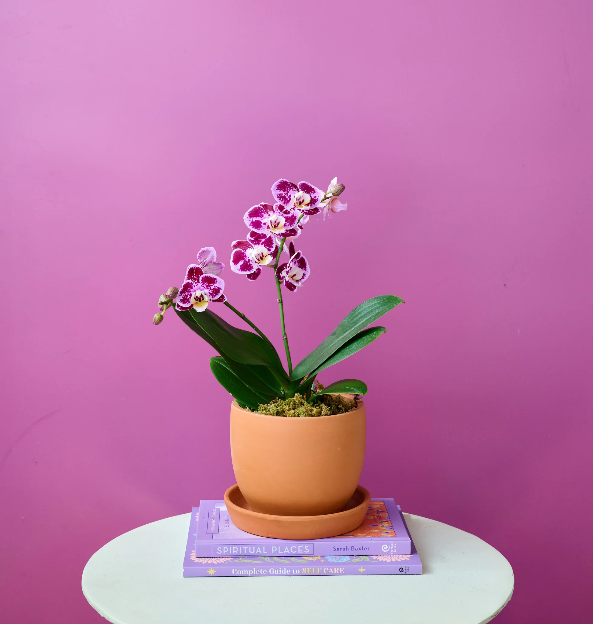 Mini Orchid - Image 20