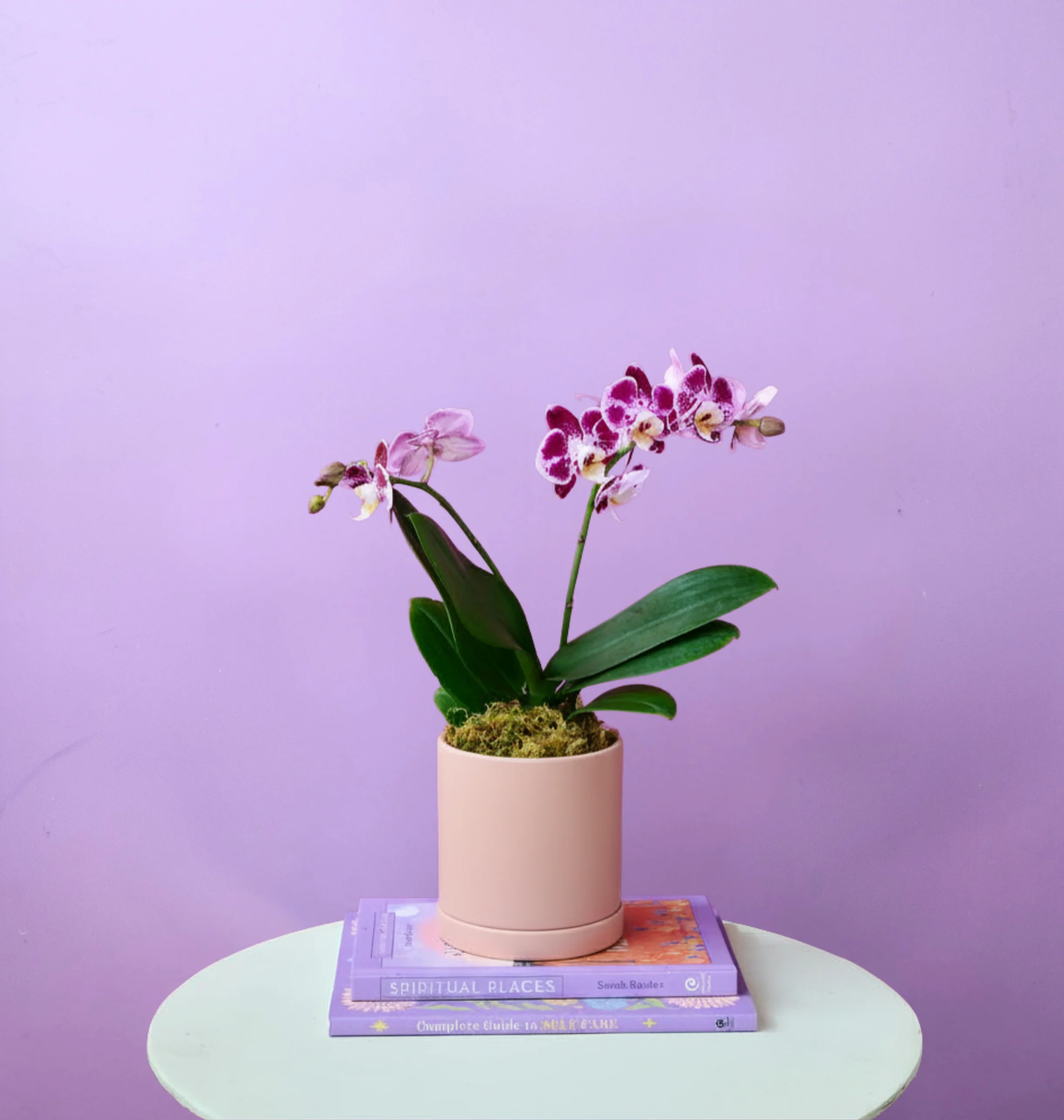 Mini Orchid - Image 22