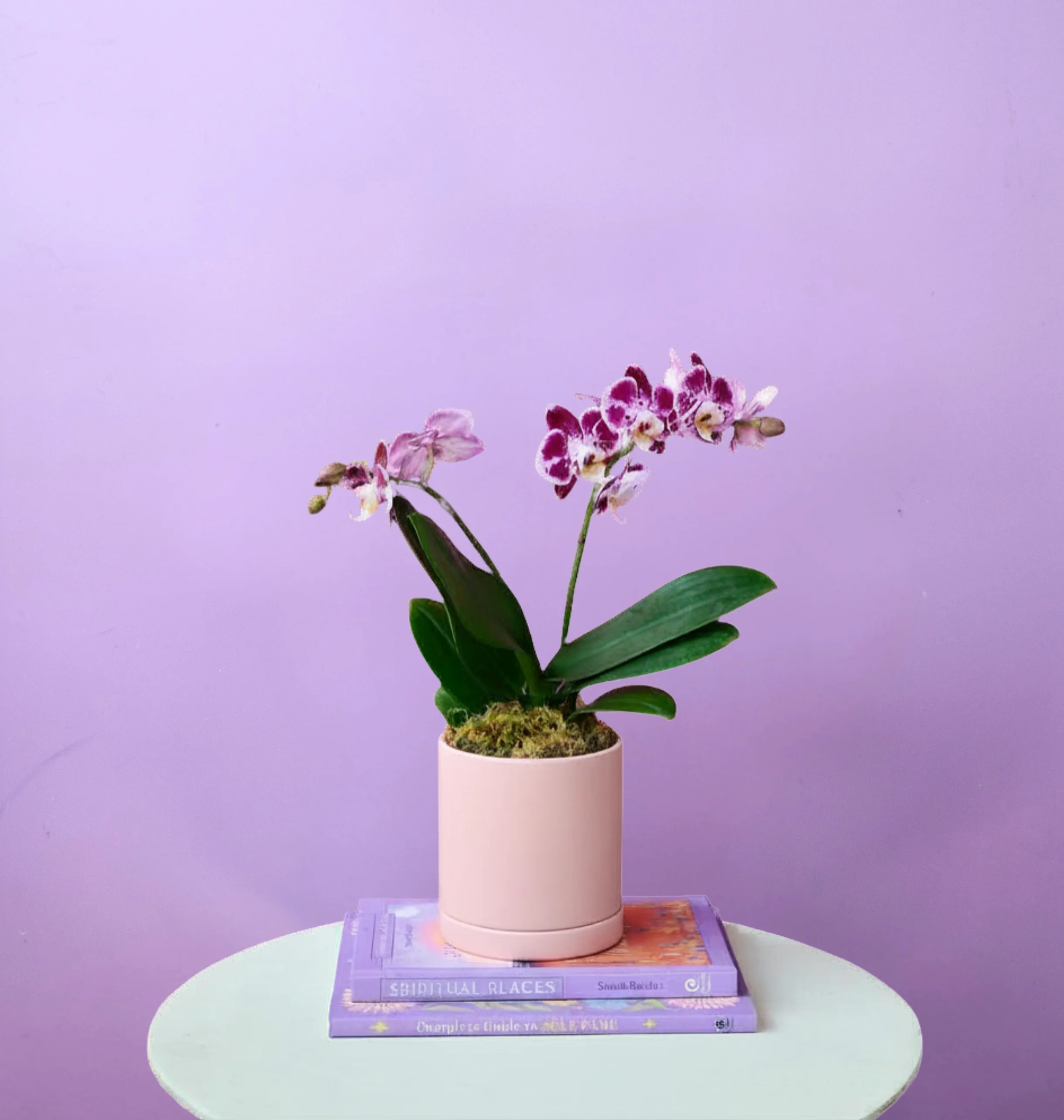 Mini Orchid - Image 23