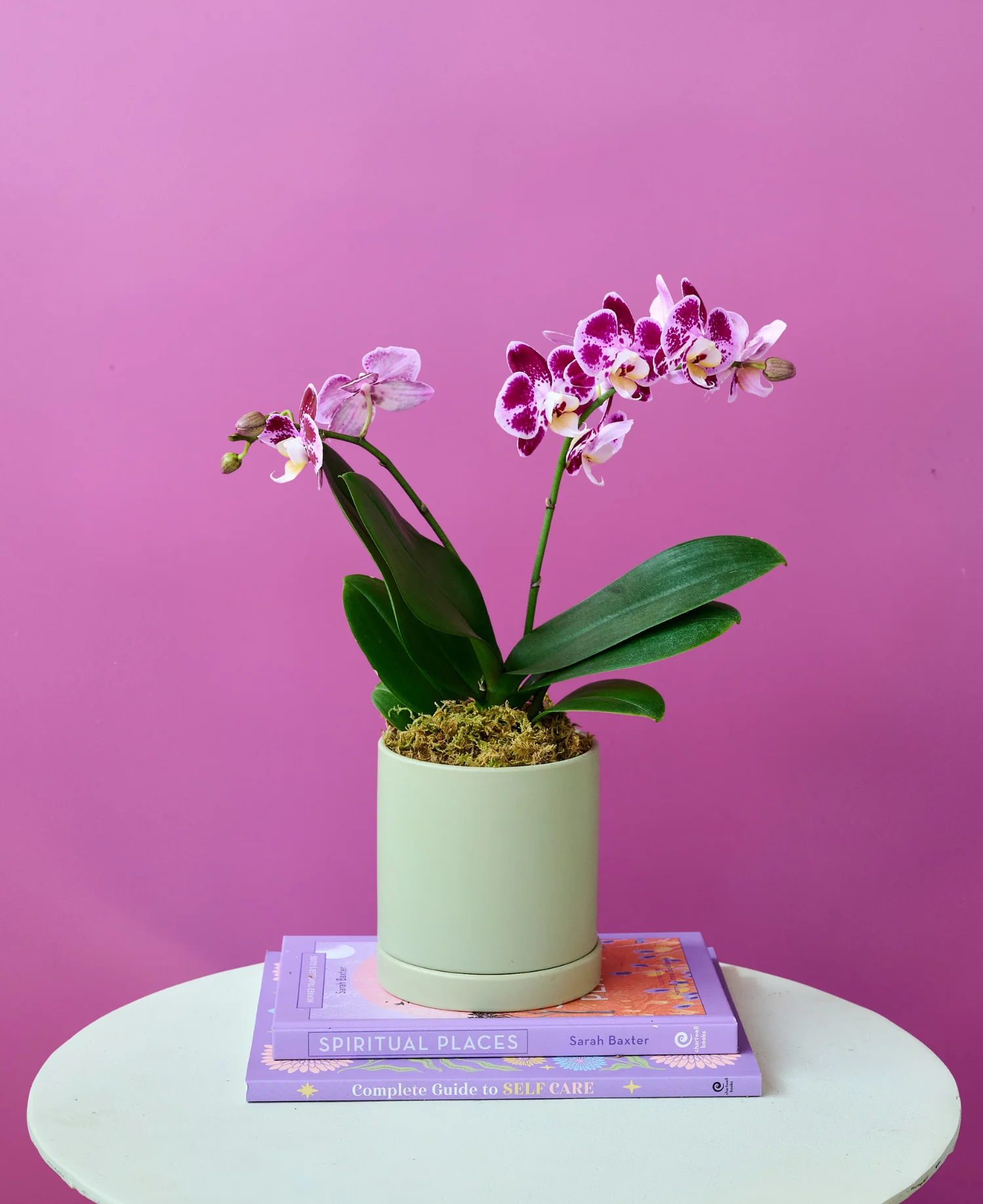 Mini Orchid - Image 3