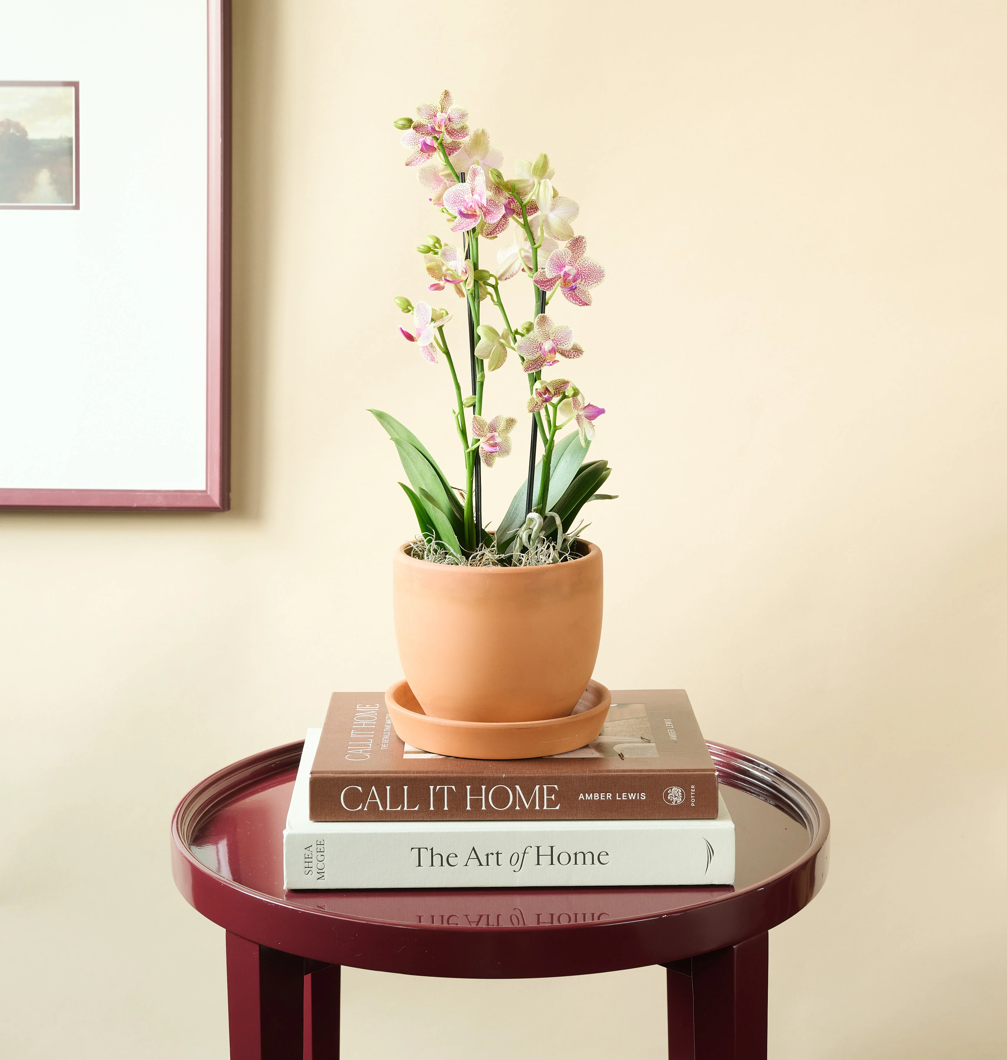 Mini Orchid - Image 5