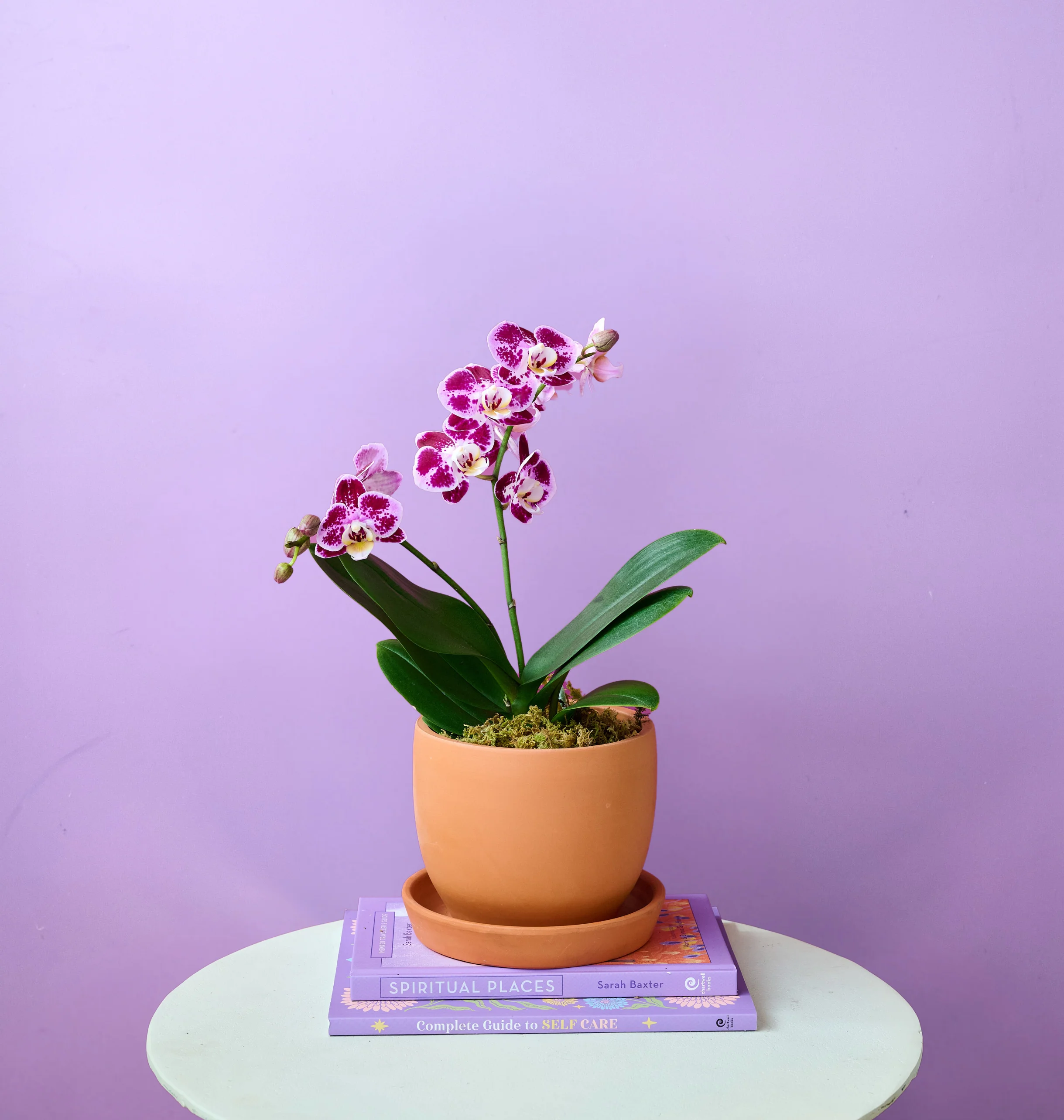 Mini Orchid - Image 6