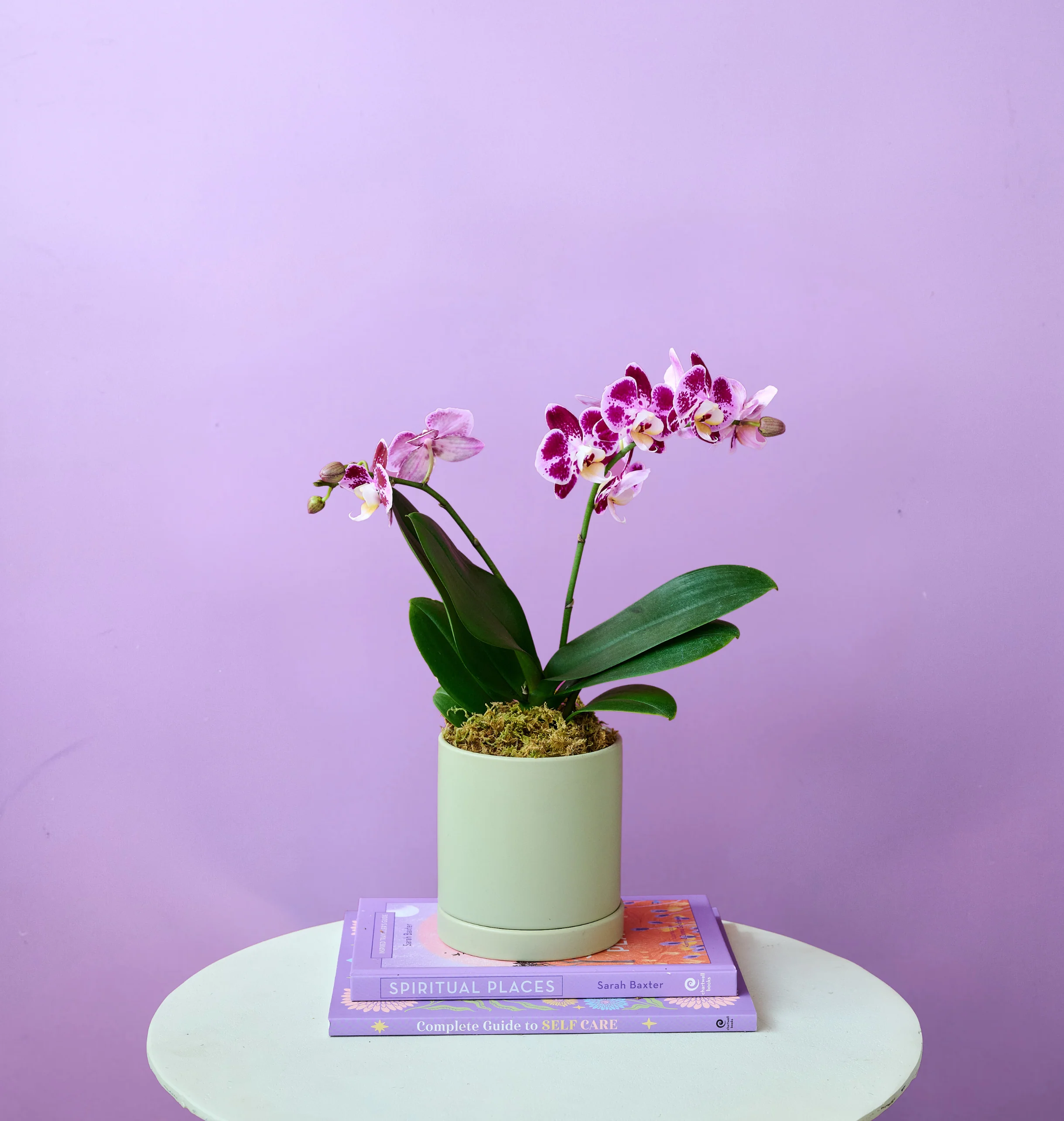 Mini Orchid - Image 7