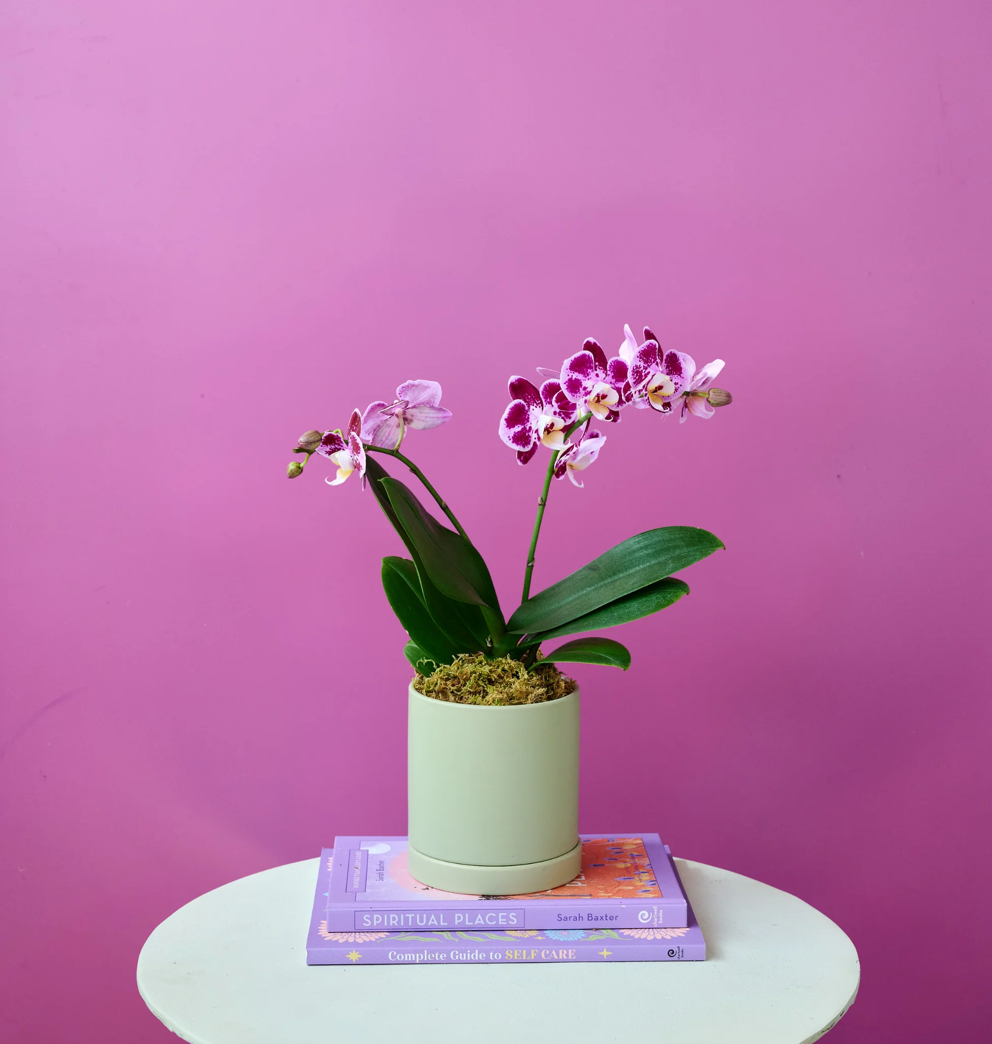 Mini Orchid - Image 8