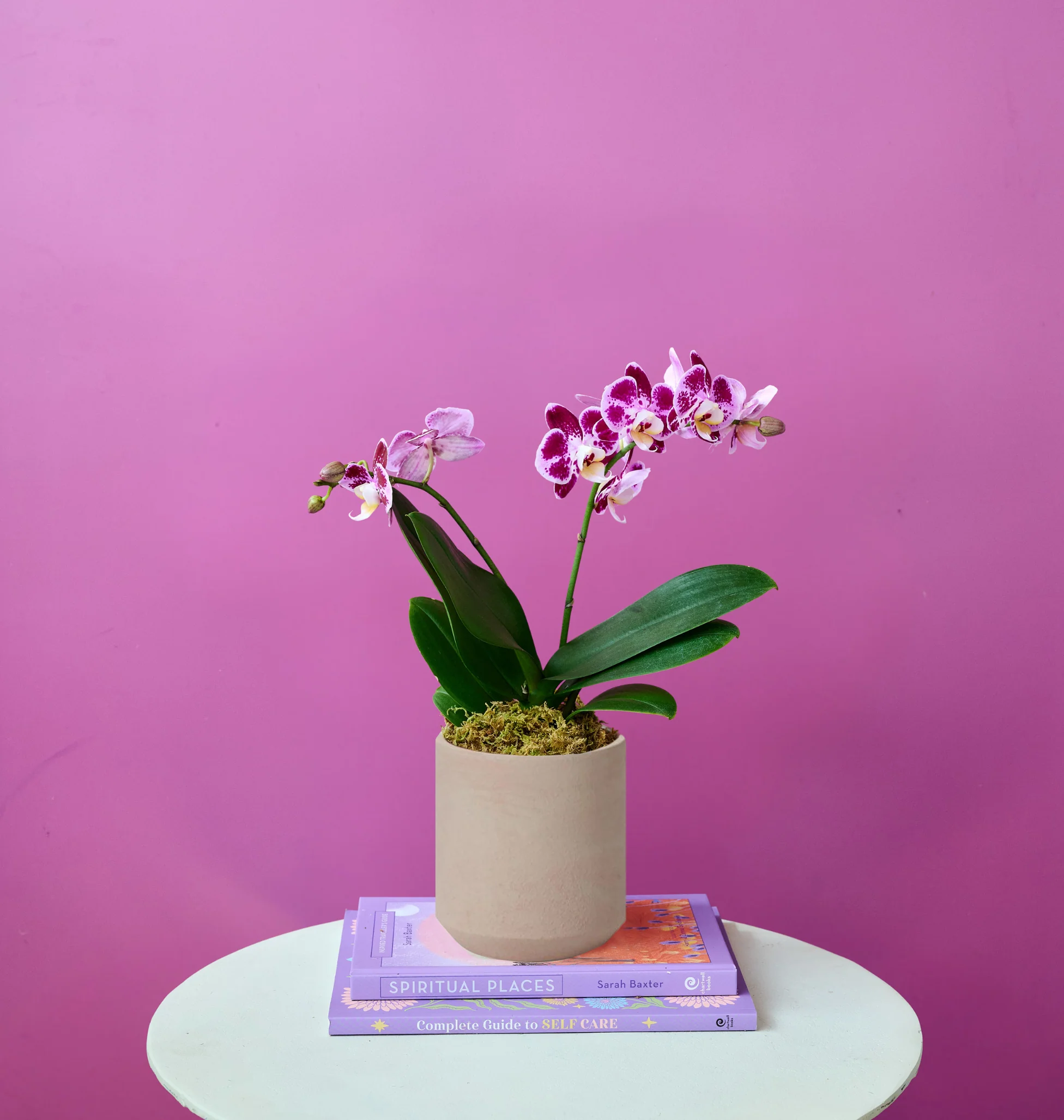 Mini Orchid - Image 9