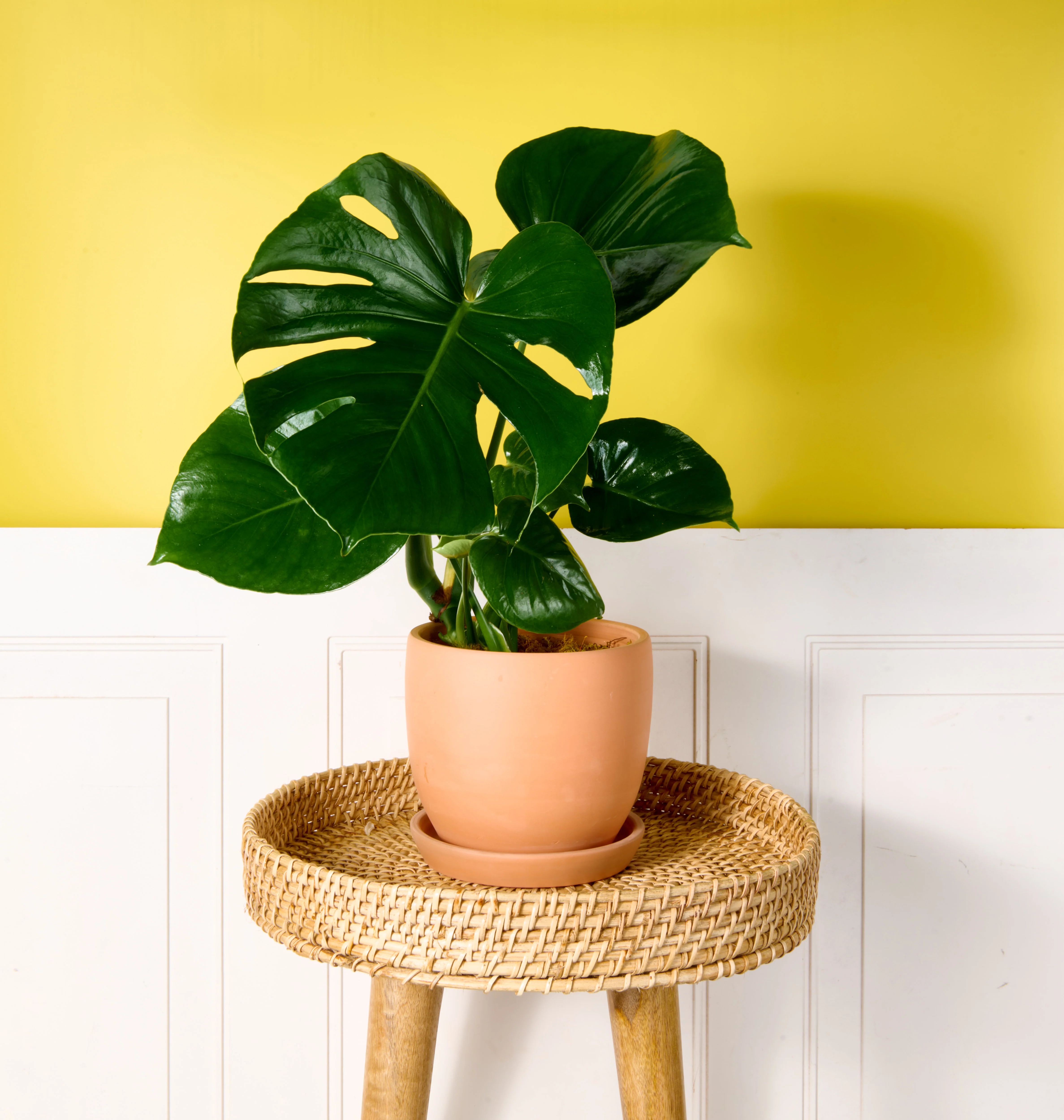 Monstera - Image 3