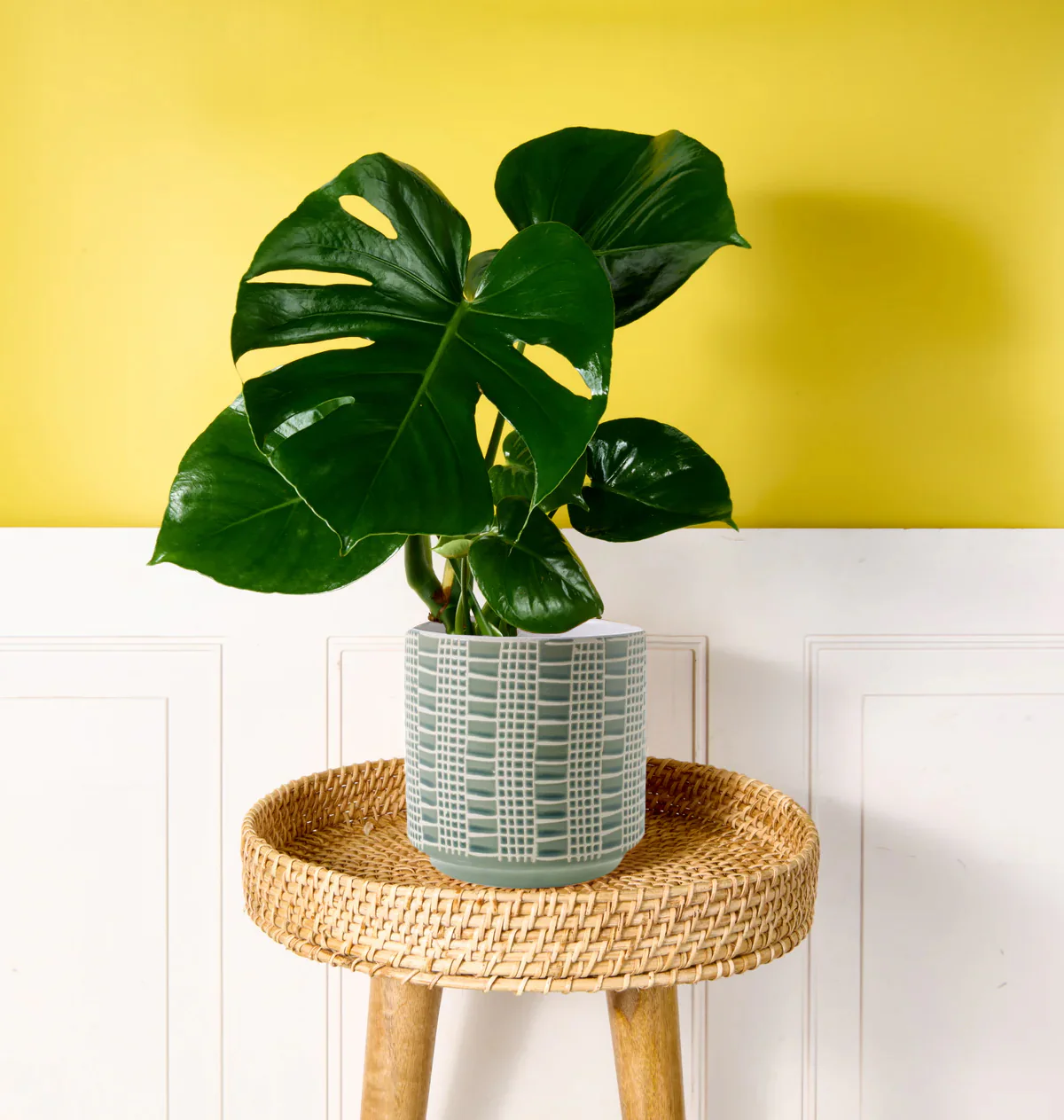 Monstera - Image 4