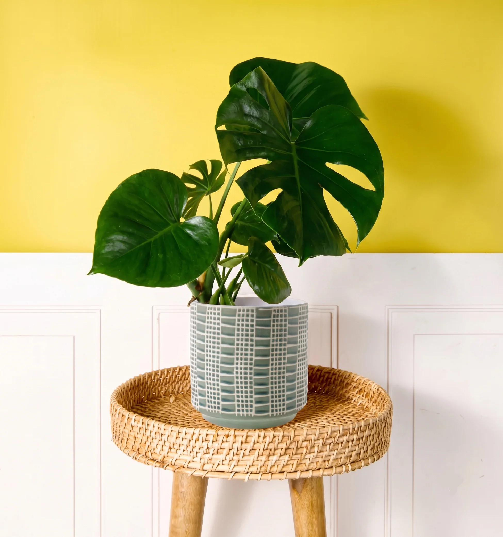 Monstera - Image 5