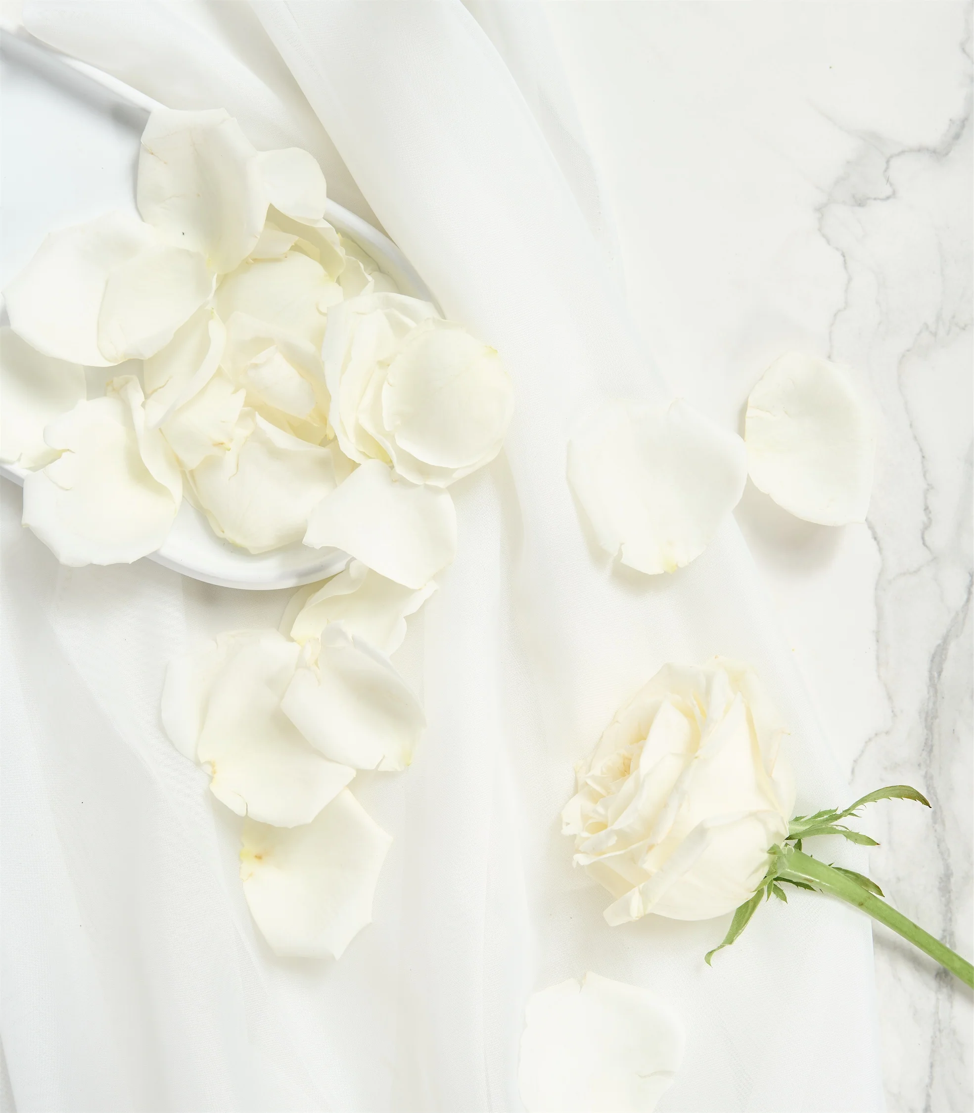 Rose Petals in Cream - Image 2